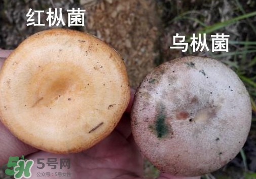 怎樣鑒別重陽菌是否有毒？重陽菌是發(fā)物嗎