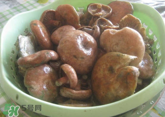 重陽(yáng)菌多少錢一斤？重陽(yáng)菌怎么清洗