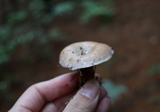 重陽菌什么時候有？重陽菌不能與什么食物一起吃