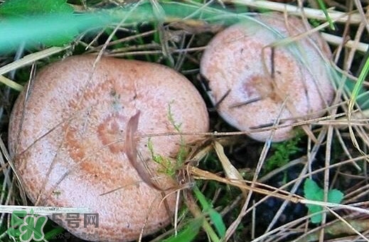 重陽(yáng)菌多少錢一斤？重陽(yáng)菌怎么清洗