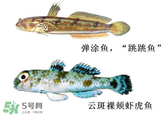 彈涂魚(yú)多少錢一斤？彈涂魚(yú)有毒嗎