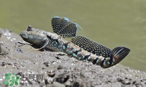 彈涂魚(yú)怎么吃？彈涂魚(yú)怎么燒好吃