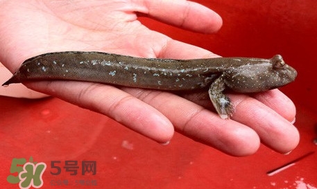 彈涂魚(yú)怎么吃？彈涂魚(yú)怎么燒好吃