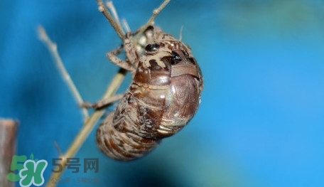 幼蟬猴怎么保存？幼蟬猴怎么清洗