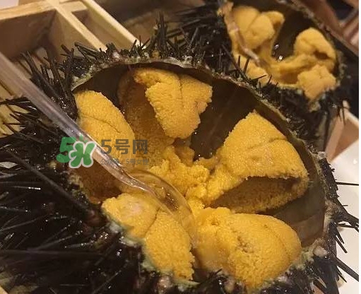 海膽貴嗎？海膽多少錢一斤？