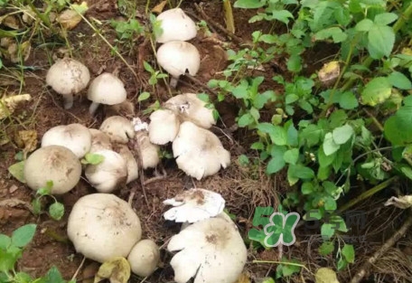 雞樅菌可以人工種植嗎？怎么人工種植雞樅菌