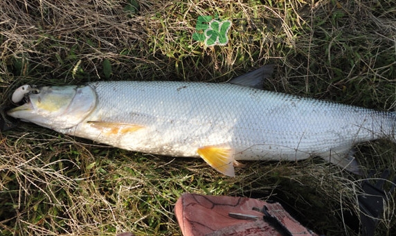 釣鳡魚用什么路亞竿好？路亞鳡魚用什么餌好