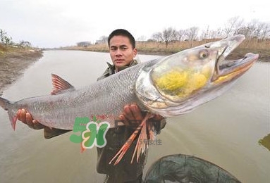 鳡魚多少錢一斤？野生鳡魚多少錢一斤