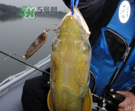 鳡魚好吃嗎？鳡魚刺多嗎