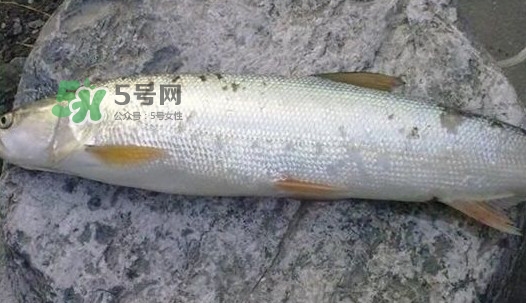 鳡魚好吃嗎？鳡魚刺多嗎