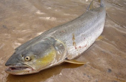 鳡魚吃什么？翹嘴魚和鳡魚有什么區(qū)別