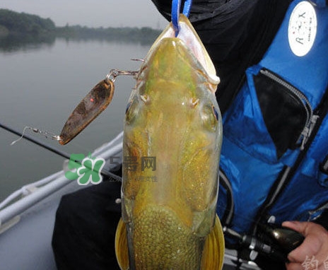 鳡魚是什么魚？鳡魚是淡水魚嗎