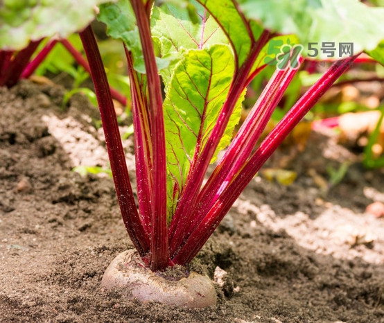 甜菜根是什么菜？甜菜根什么季節(jié)收獲