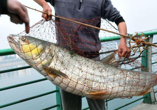 一般鳡魚能長到多大？鳡魚與假鳡魚怎么區(qū)分