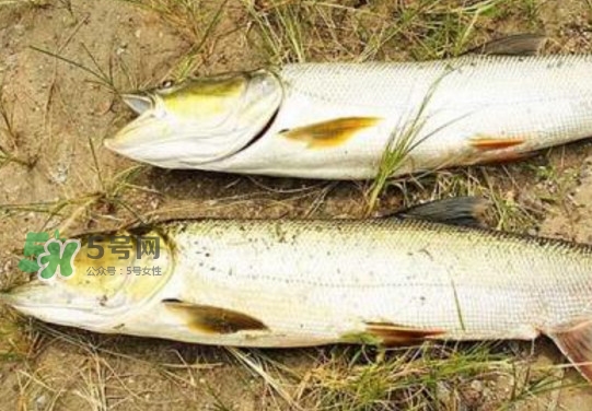 鳡魚怎么釣？鳡魚在魚缸里怎么養(yǎng)