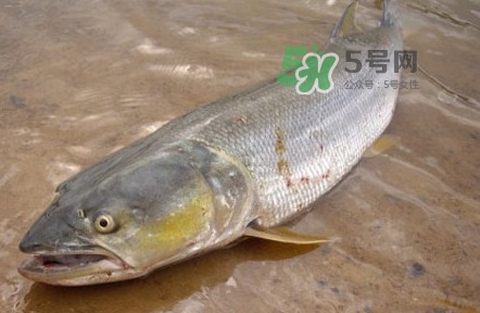 鳡魚是什么魚？鳡魚是淡水魚嗎