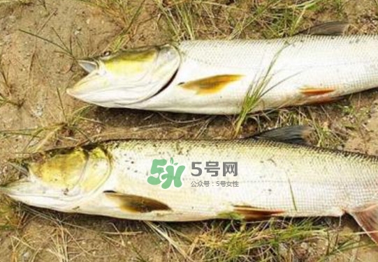 鳡魚是什么魚？鳡魚是淡水魚嗎