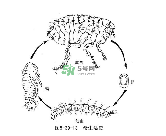 跳蚤會(huì)飛嗎？跳蚤會(huì)咬人嗎？