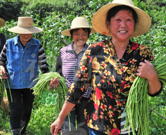 九月份可以種什么蔬菜？九月份適合種植什么蔬菜？