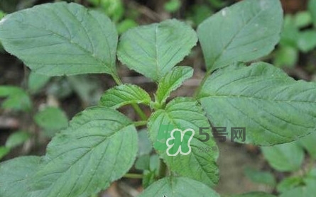 野莧菜有刺嗎？野莧菜和刺莧菜一樣嗎