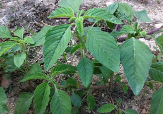 野莧菜孕婦能吃嗎？莧菜和野莧菜的區(qū)別