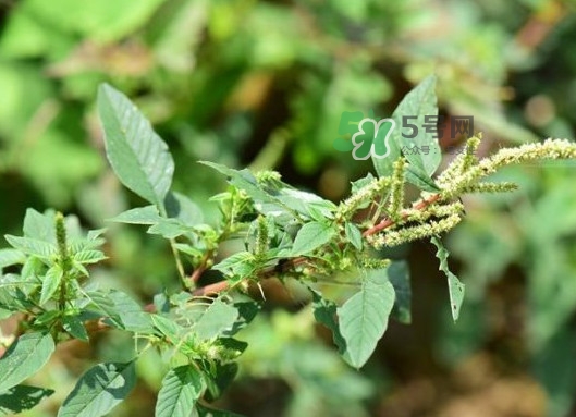 野莧菜有刺嗎？野莧菜和刺莧菜一樣嗎