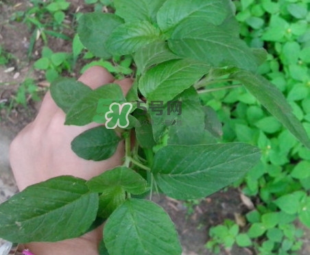 野莧菜有刺嗎？野莧菜和刺莧菜一樣嗎