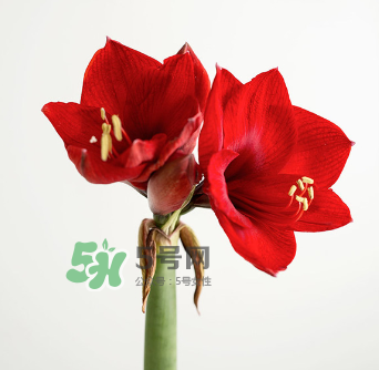 鮮花怎么保存時(shí)間長(zhǎng) 鮮花怎么保鮮