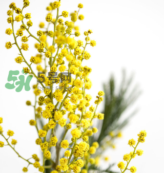 鮮花怎么保存時(shí)間長(zhǎng) 鮮花怎么保鮮