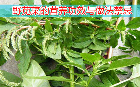 野莧菜