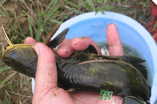 黃刺魚什么天氣好釣？黃刺魚釣魚最佳時間