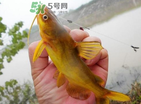 黃刺魚(yú)多少錢(qián)一斤？野生黃刺魚(yú)多少錢(qián)一斤