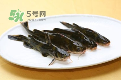 黃刺魚(yú)多少錢(qián)一斤？野生黃刺魚(yú)多少錢(qián)一斤