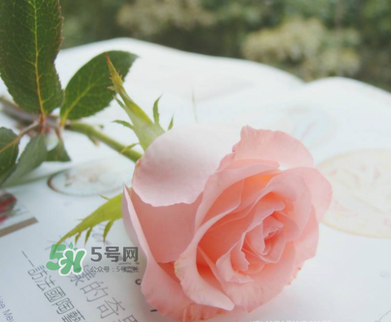 roseonly限量紅粉玫瑰多少錢？有幾朵？