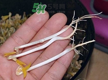 豆芽有根好還是無根好？無根豆芽與有根豆芽區(qū)別