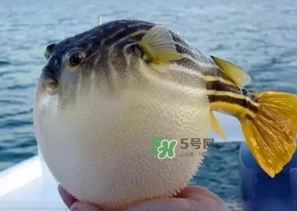 河豚魚多少錢一斤？河豚為什么會(huì)鼓起來