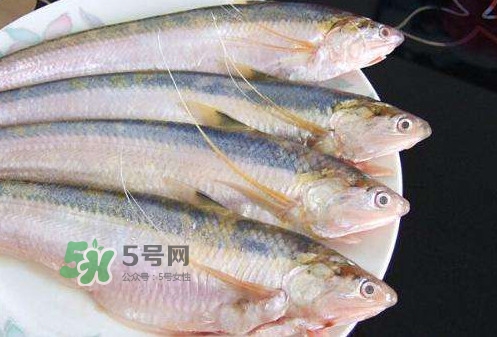 鰣魚刺多嗎？鰣魚可以養(yǎng)殖嗎