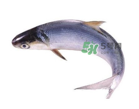 鰣魚(yú)什么時(shí)候最好吃？長(zhǎng)江鰣魚(yú)什么上市