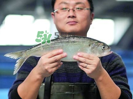 鰣魚(yú)與香魚(yú)怎么區(qū)分？鰣魚(yú)與香魚(yú)的區(qū)別