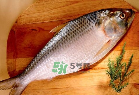 鰣魚怎么做好吃？鰣魚怎么處理