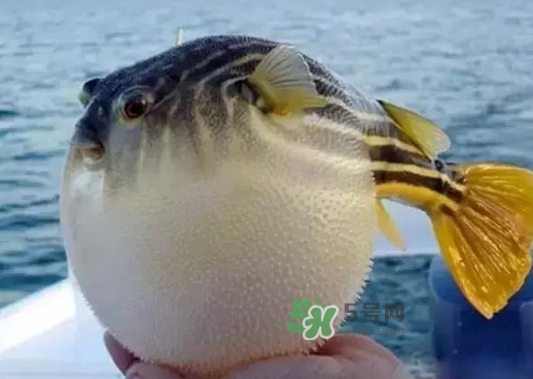 河豚魚是海鮮嗎？河豚魚是淡水魚嗎