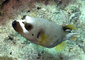 河豚魚是海鮮嗎？河豚魚是淡水魚嗎