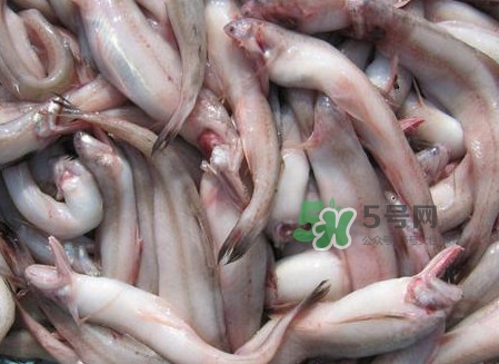 龍頭魚可以冷凍嗎？龍頭魚怎么保存