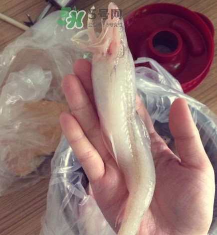 買龍頭魚怎么挑選？冰凍龍頭魚怎么去內(nèi)臟