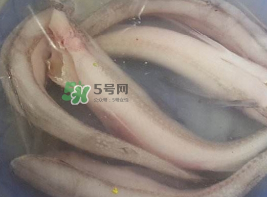 買龍頭魚怎么挑選？冰凍龍頭魚怎么去內(nèi)臟