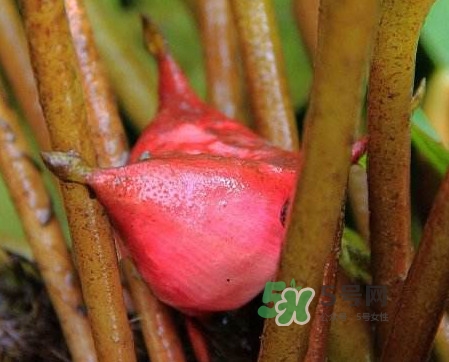 紅菱怎么吃？吃紅菱有什么好處？