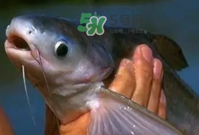 巴沙魚是鯰魚嗎？巴沙魚是海魚嗎