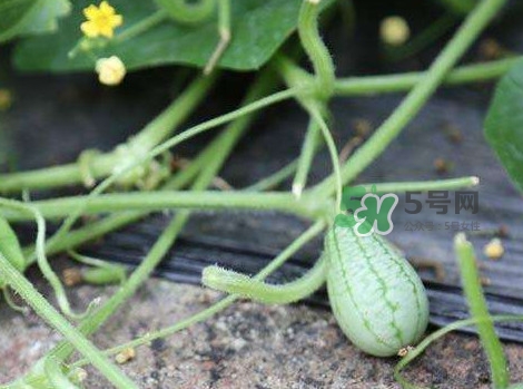 拇指西瓜什么時(shí)候種植最好？拇指西瓜哪里可以買(mǎi)到