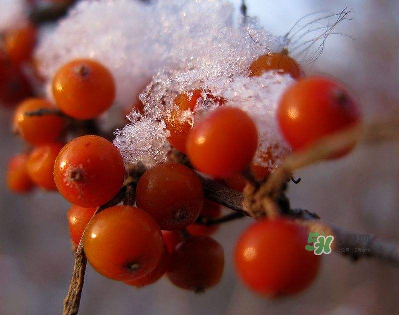 沙棘怎么吃？沙棘果的食用禁忌