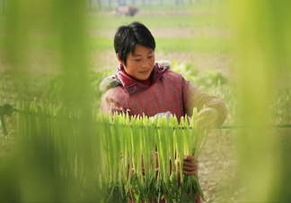 貢菜怎么保存？曬干的貢菜怎么泡發(fā)